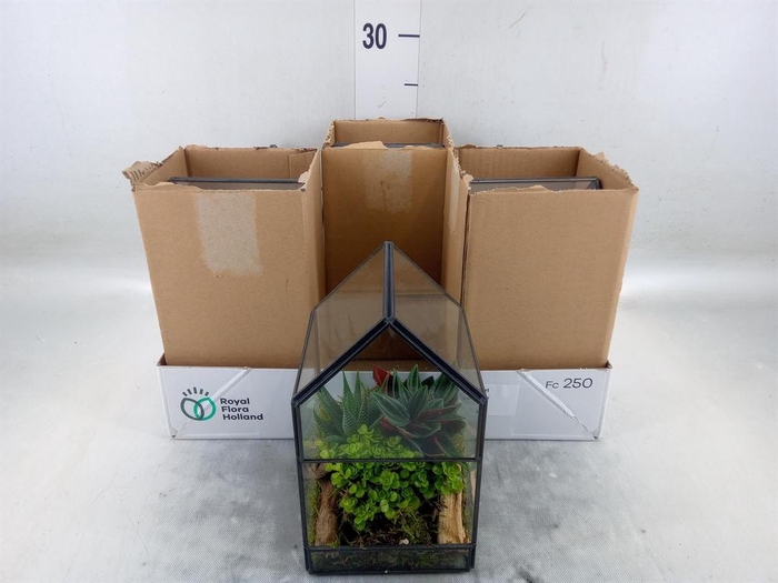 <h4>Arr.   Kamerplant Groen H%</h4>