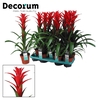 Guzmania Ostara (Decorum)