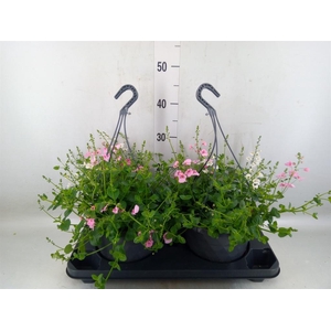 Diascia  'FlyColors'   ...mix