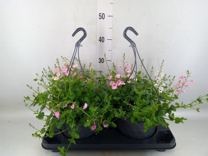 <h4>Diascia  'FlyColors'   ...mix</h4>