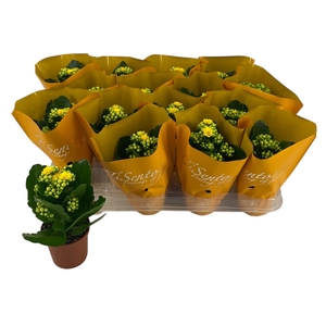 KAL GE PERFECTA YELL