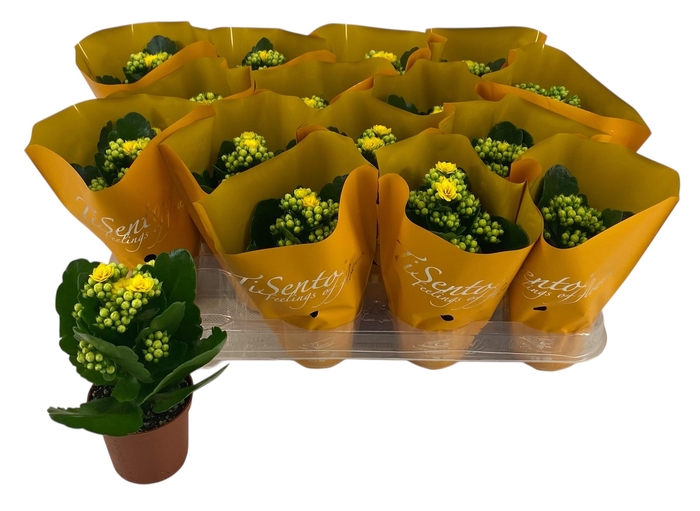 <h4>KAL GE PERFECTA YELL</h4>