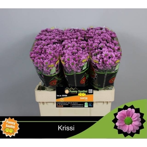 CHR S  KRISSI