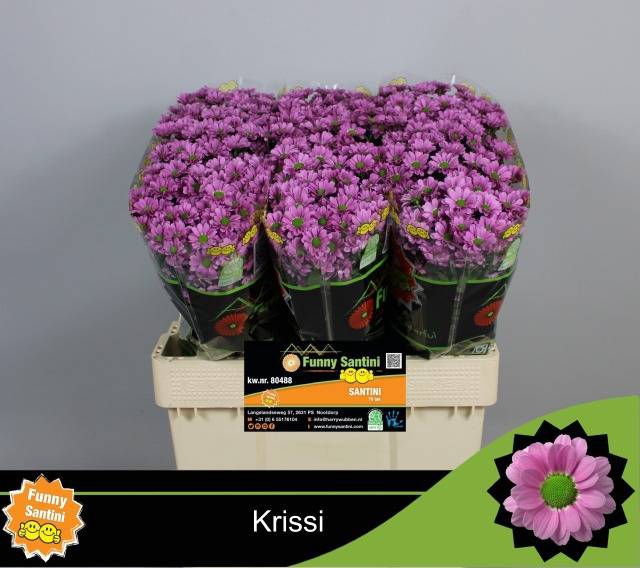 <h4>CHR S  KRISSI</h4>