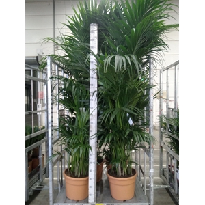 Howea forsteriana