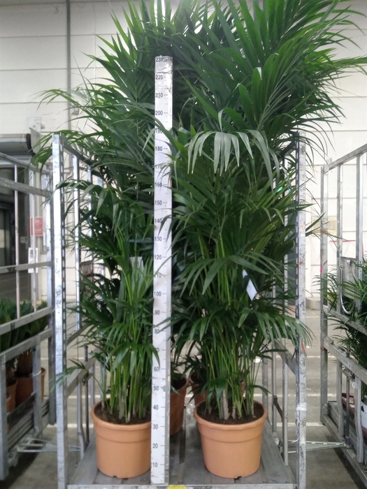<h4>Howea forsteriana</h4>