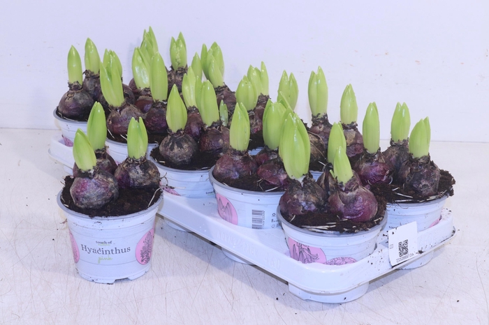 <h4>HYACIN PINK PEARL</h4>