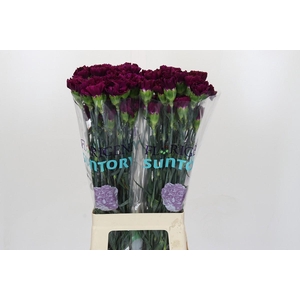 Dianthus St Florigene Moontea