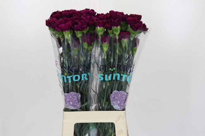 <h4>Dianthus St Florigene Moontea</h4>