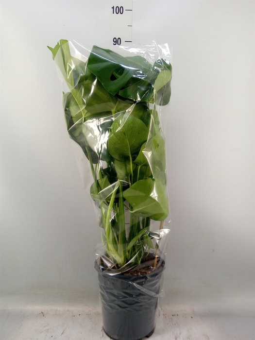 <h4>Monstera delic.</h4>