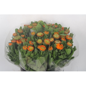 Calendula Oranje Extra X10