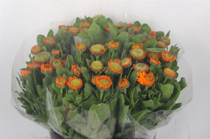 <h4>Calendula Oranje Extra X10</h4>