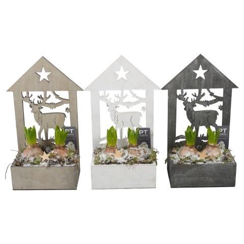 <h4>PTWH7751 Arrangement Winter Hyacint in houten pot</h4>