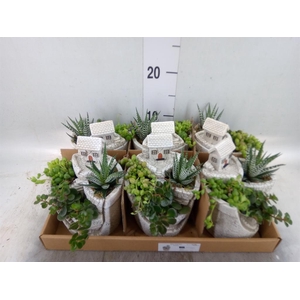 Arr. Kamerplant Groen L%