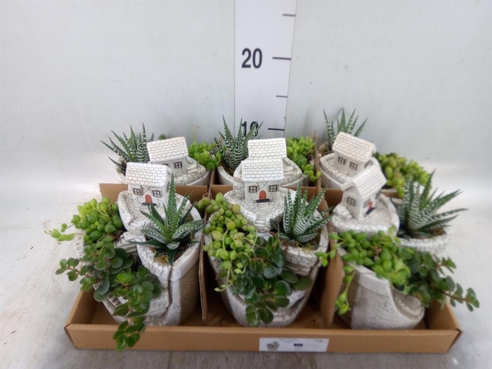 <h4>Arr. Kamerplant Groen L%</h4>