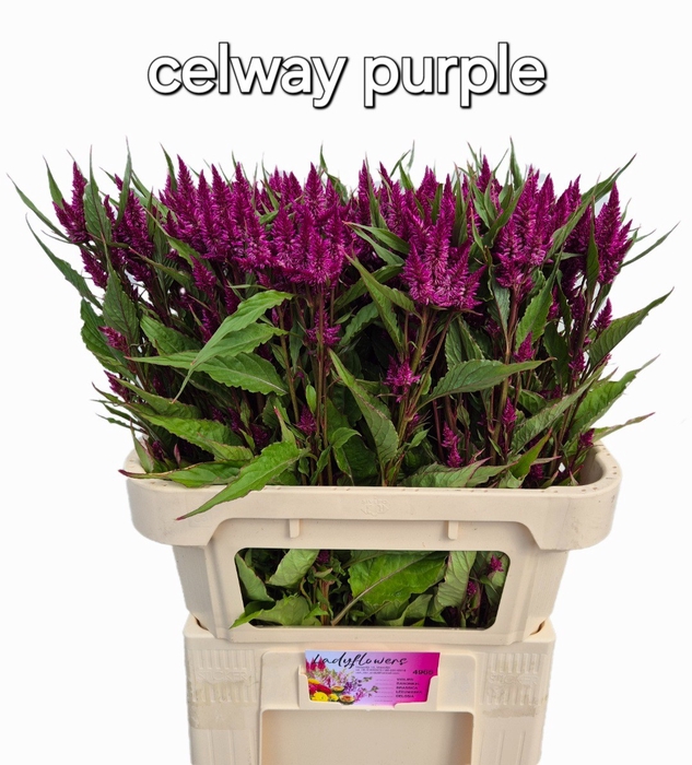 <h4>CEL A CELWAY PURPLE</h4>