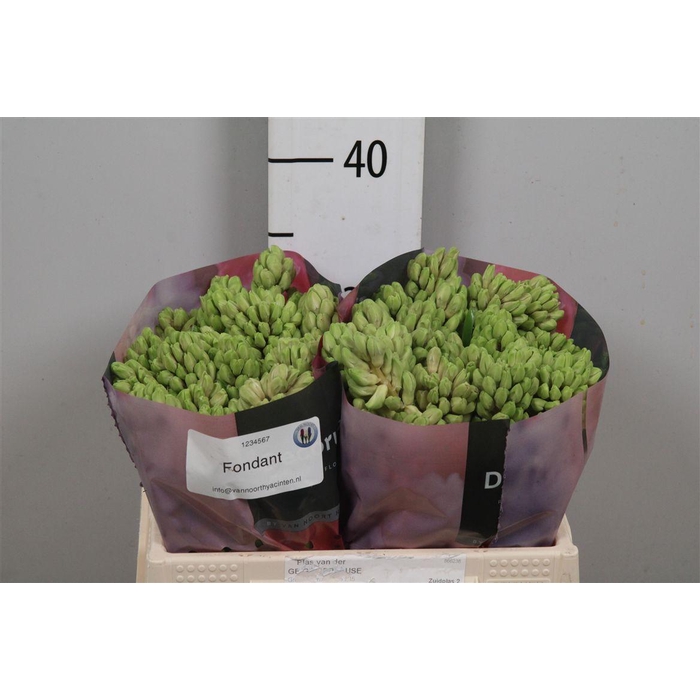 <h4>Hyac Fondant</h4>