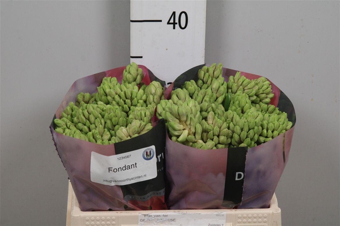 <h4>Hyac Fondant</h4>