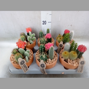 Arr.  Cactus L%