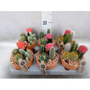 Arr.  Cactus L%