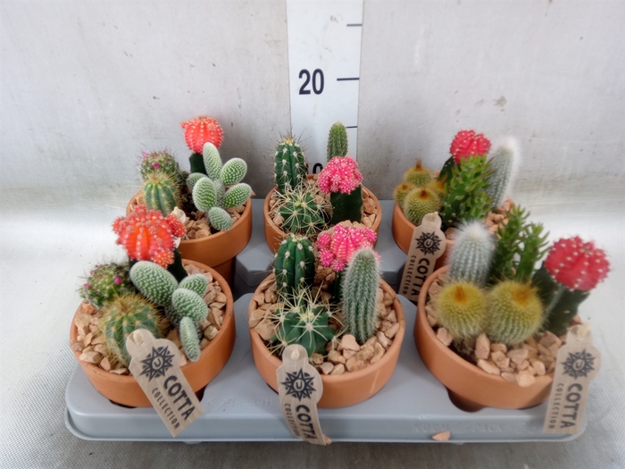 <h4>Arr.  Cactus L%</h4>