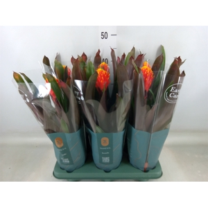 Guzmania  'Tala'