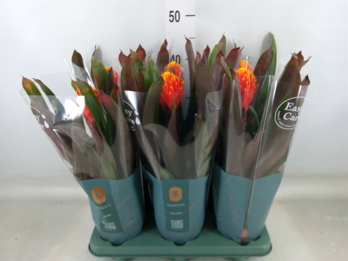 <h4>Guzmania  'Tala'</h4>