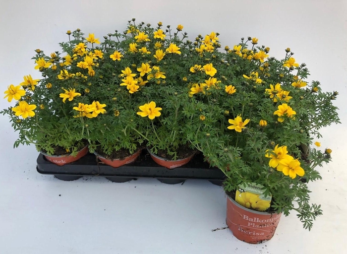 <h4>BID GOLDSTRIKE</h4>