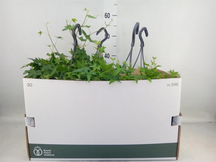<h4>Hedera helix 'Jacobine'</h4>