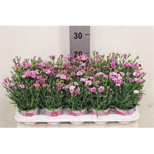 Dianthus Pink Kisses