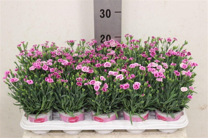 <h4>Dianthus Pink Kisses</h4>