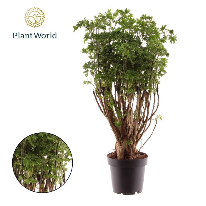<h4>Polyscias Parsley Bonsai</h4>
