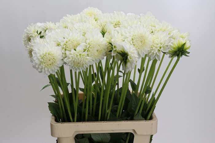 <h4>Dahlia 'Ice Ice Baby'</h4>