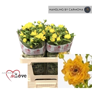 RAN N MODERN VIVALDI