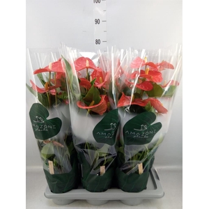 Anthurium andr. 'Florida'