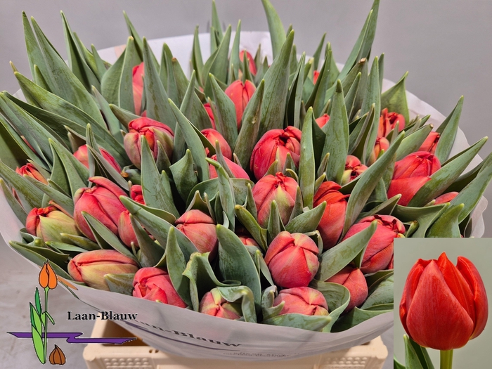 <h4>TU DU OLD FAITHFUL</h4>