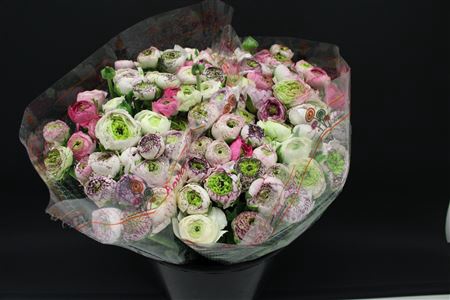 <h4>Ranonkel Zw Picotee Rose</h4>