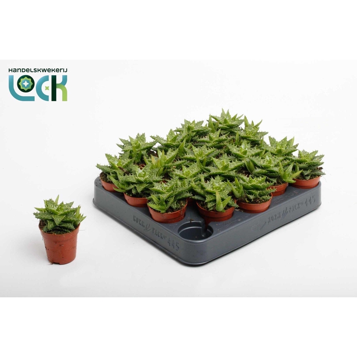 <h4>ALOE SQUARROSA</h4>