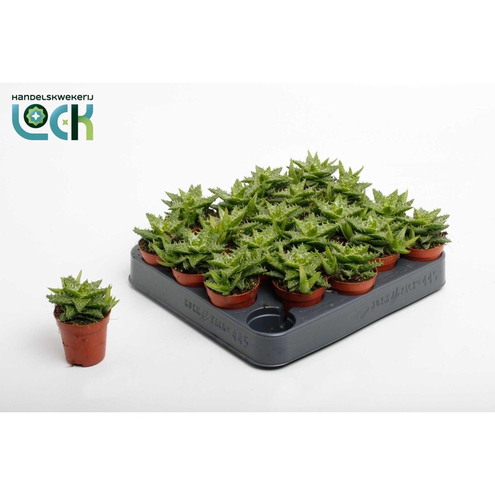 <h4>ALOE SQUARROSA</h4>