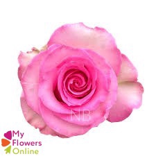 <h4>R Gr Sweet Unique Bicolor 60cm EC</h4>