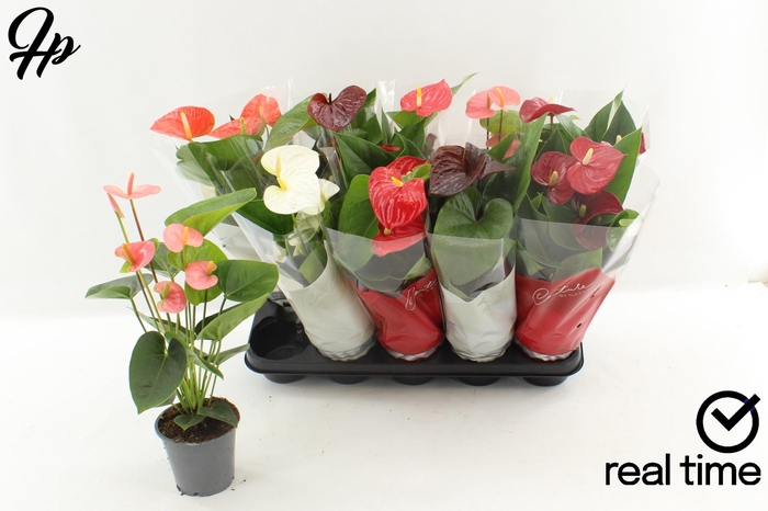 <h4>ANTHU AN GEM 4 KL</h4>