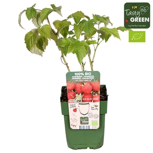 Rubus ideaus Summer Chef® Bio P13