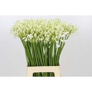 Agapanthus Prinses Marilène