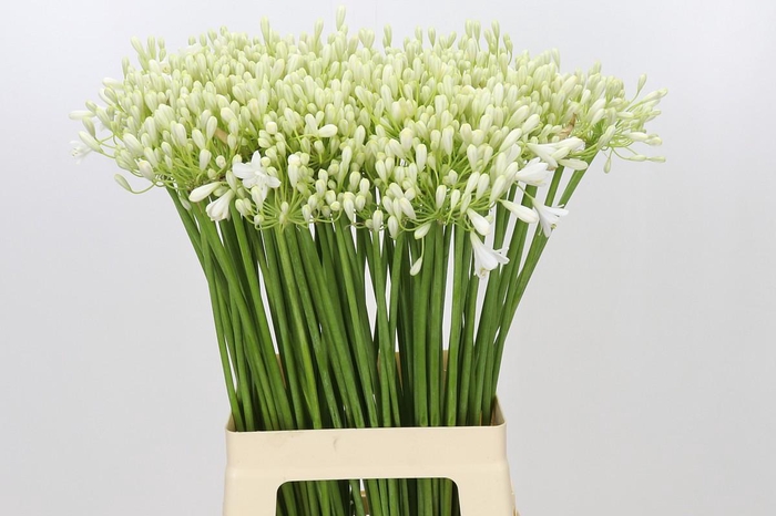 <h4>Agapanthus Prinses Marilène</h4>