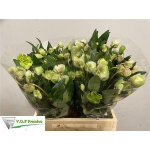 Hell Magnific Bells 45cm