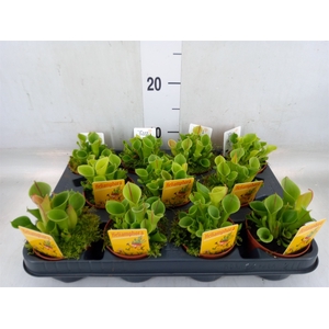 Vleesetende planten