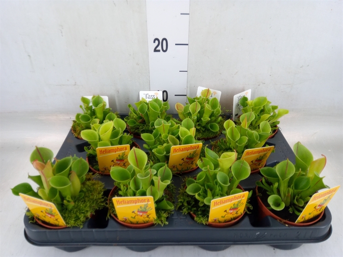 <h4>Vleesetende planten</h4>