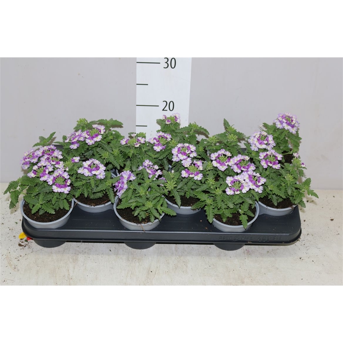 <h4>Verbena Twister Blue</h4>