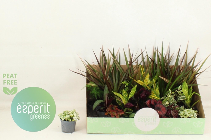 <h4>KAMERPL GEM OV</h4>