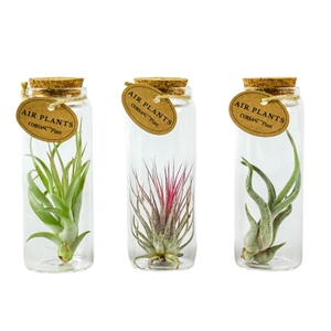 tillandsia glas kurk buisje medium